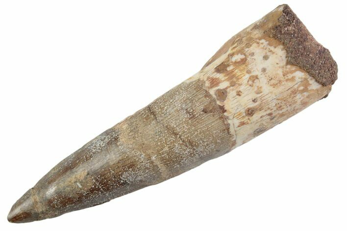 Fossil Spinosaurus Tooth - Real Dinosaur Tooth #368116